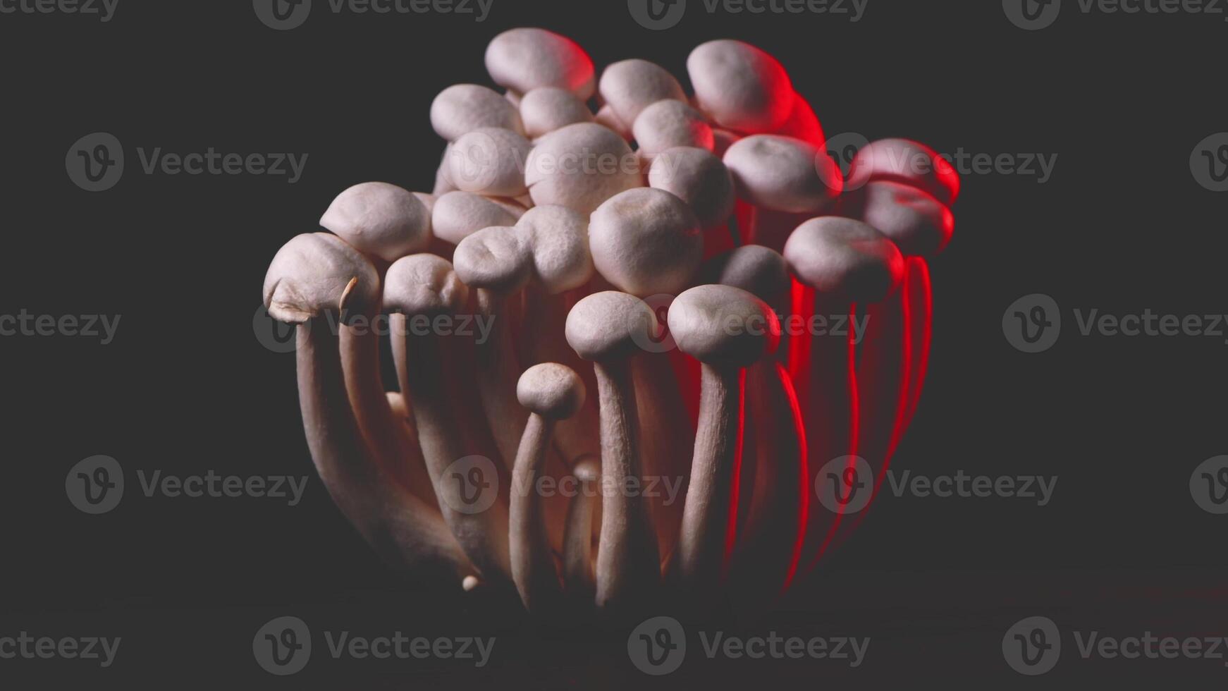 fermer de une bouquet de Shimeji champignons avec différent couleurs sur foncé Contexte photo