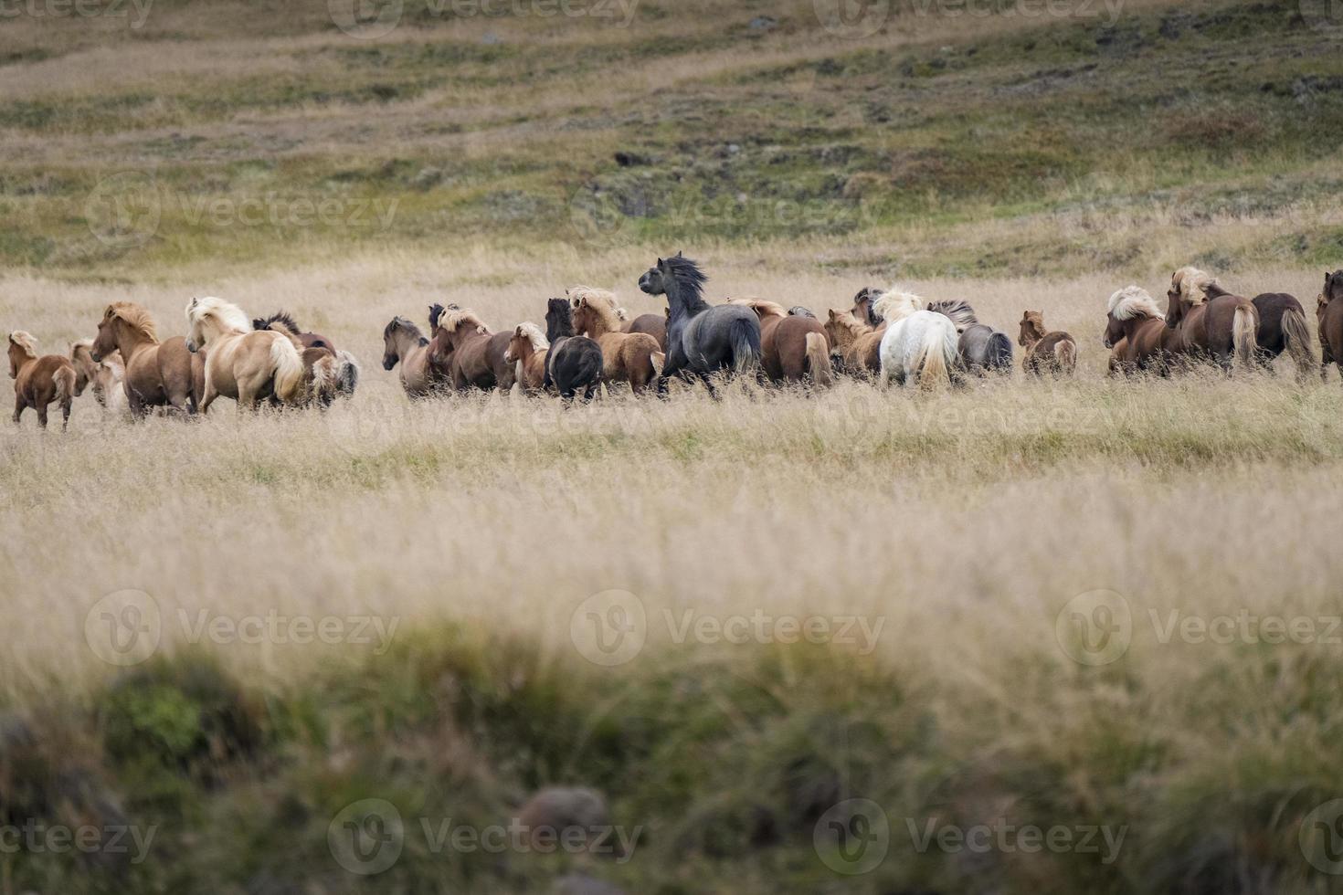 troupeau de chevaux islandais au galop photo