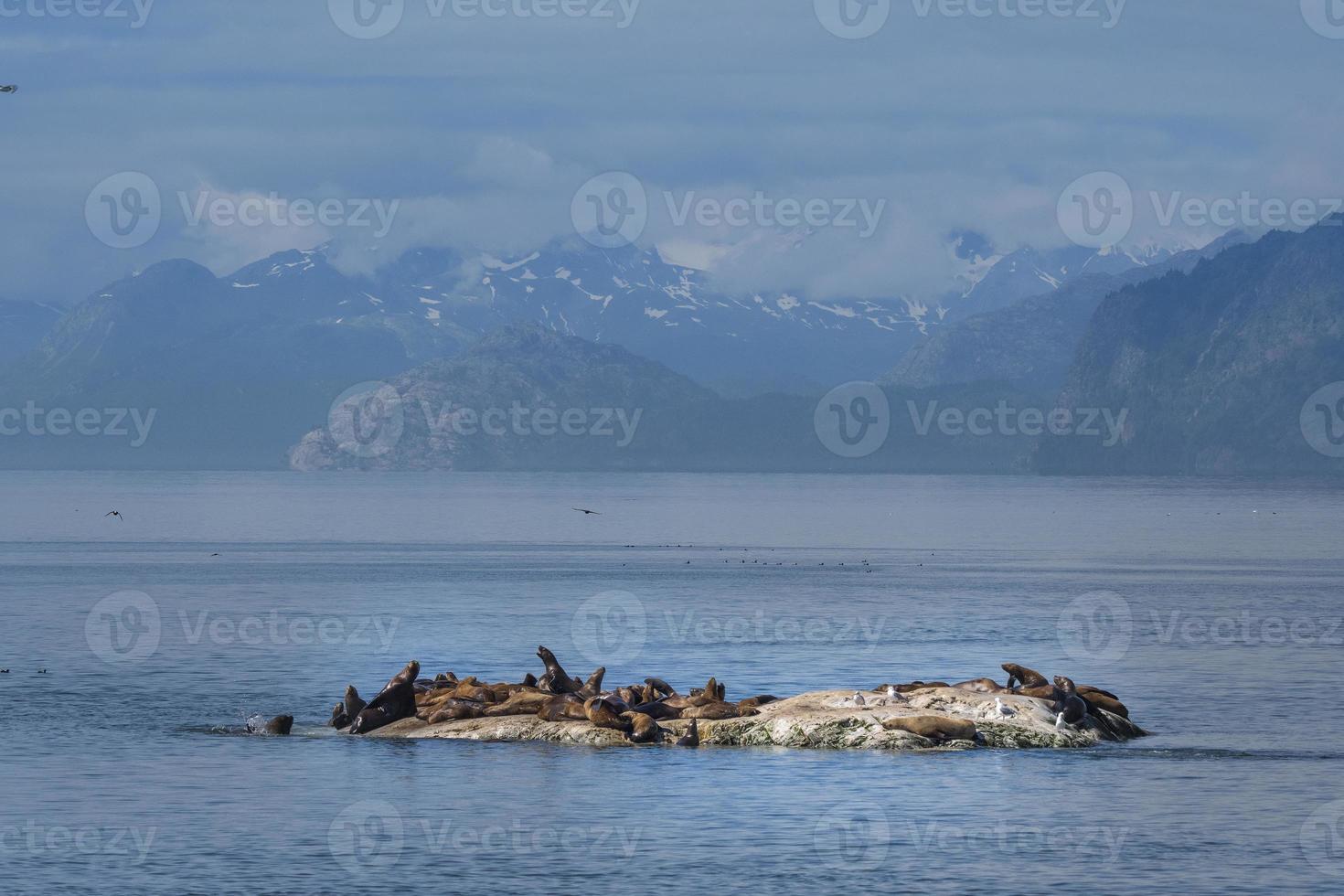 lions de mer de Steller, baie des glaciers photo