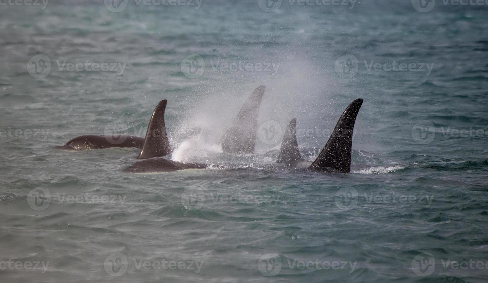 groupe d'orques, Alaska photo