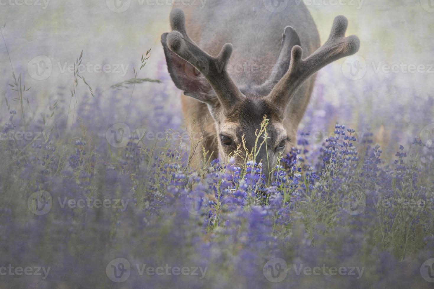 mâle en velours broutant en lupins photo