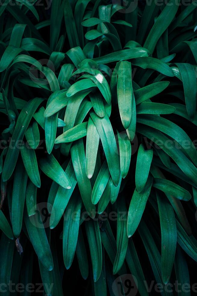 feuilles de plantes vertes dans le jardin au printemps, fond vert photo