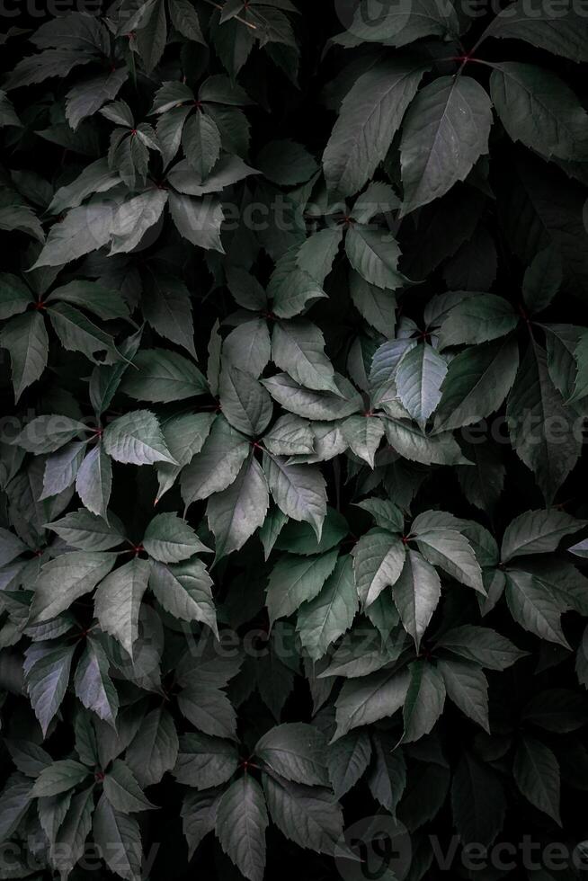 feuilles de plantes vertes dans le jardin au printemps, fond vert photo