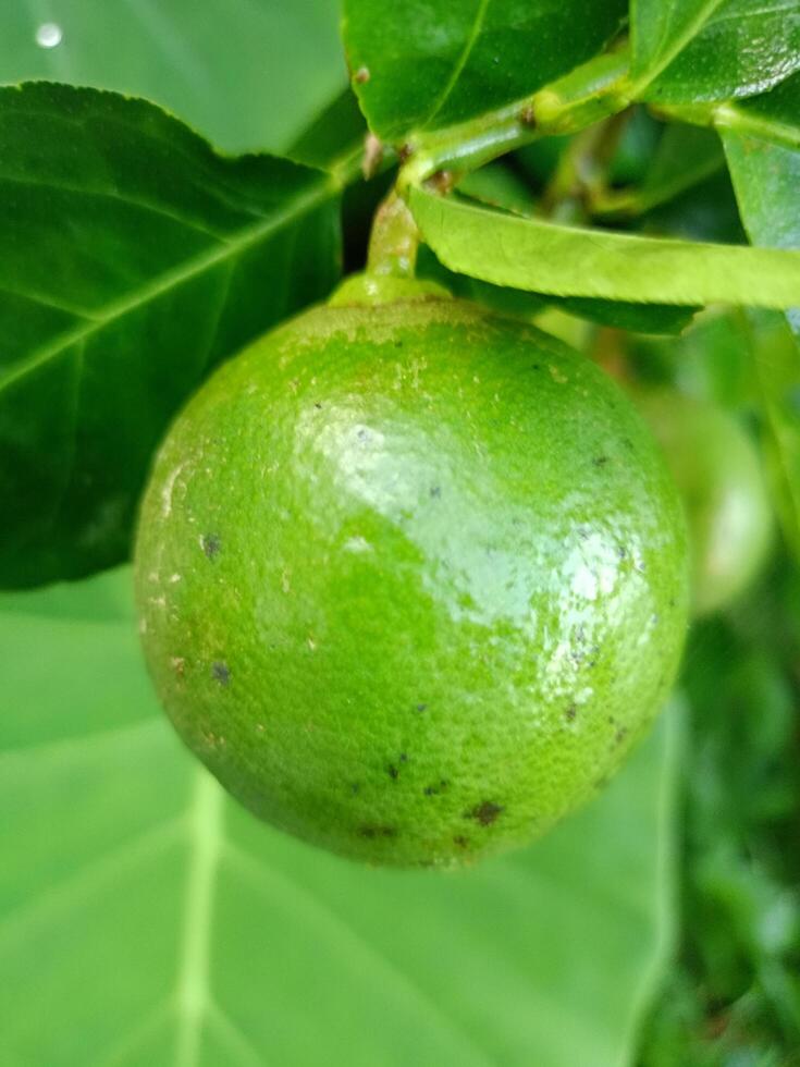 jardin et vert citron fruit dans thaïlandais Les agriculteurs jardin photo