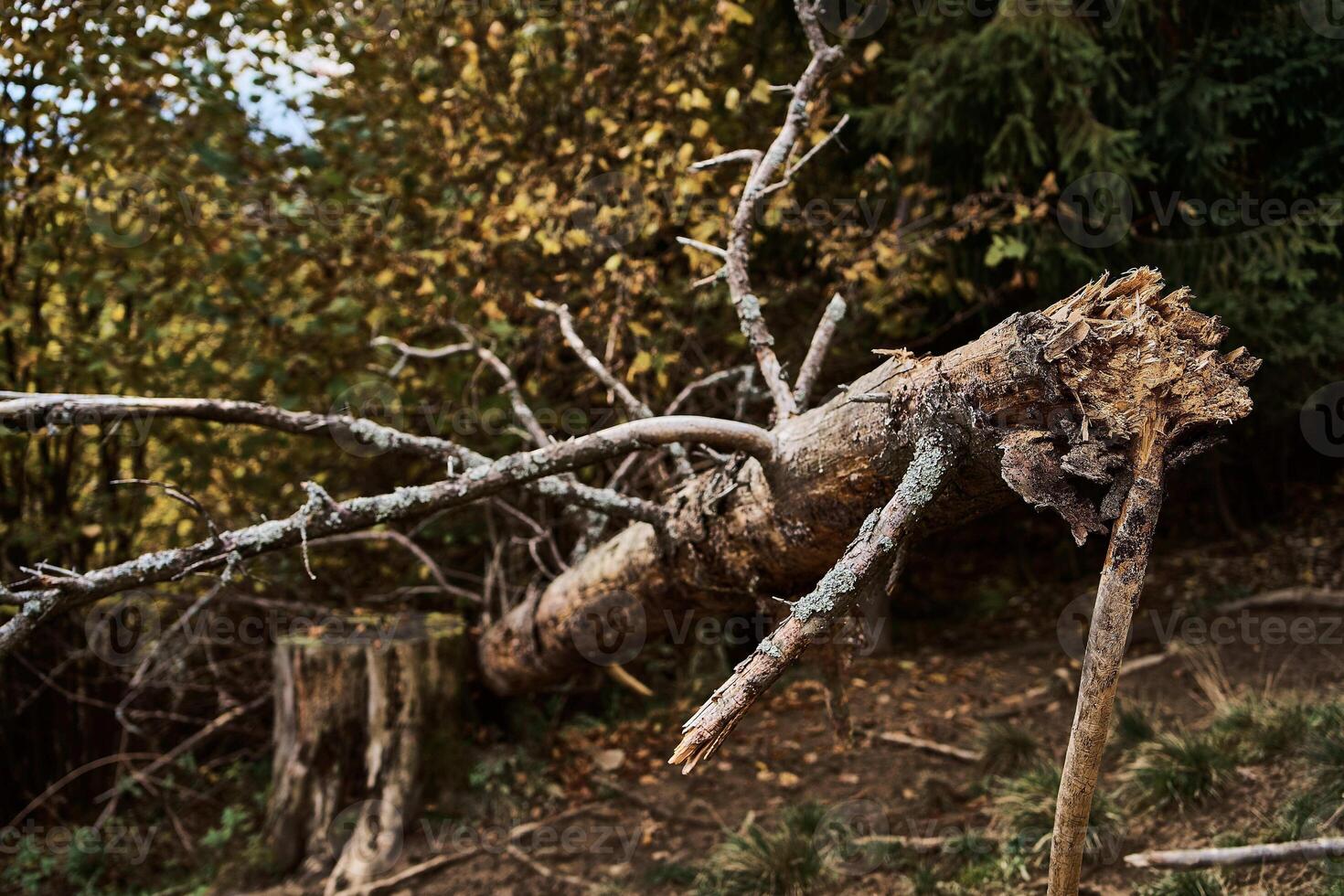 abattu par la tempête arbre avec une cassé souche photo