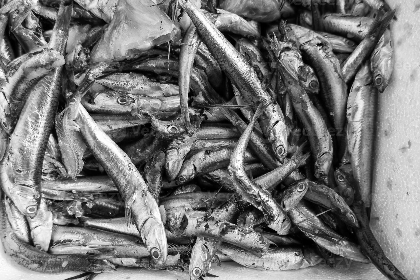 sardines dans une poissonnier photo