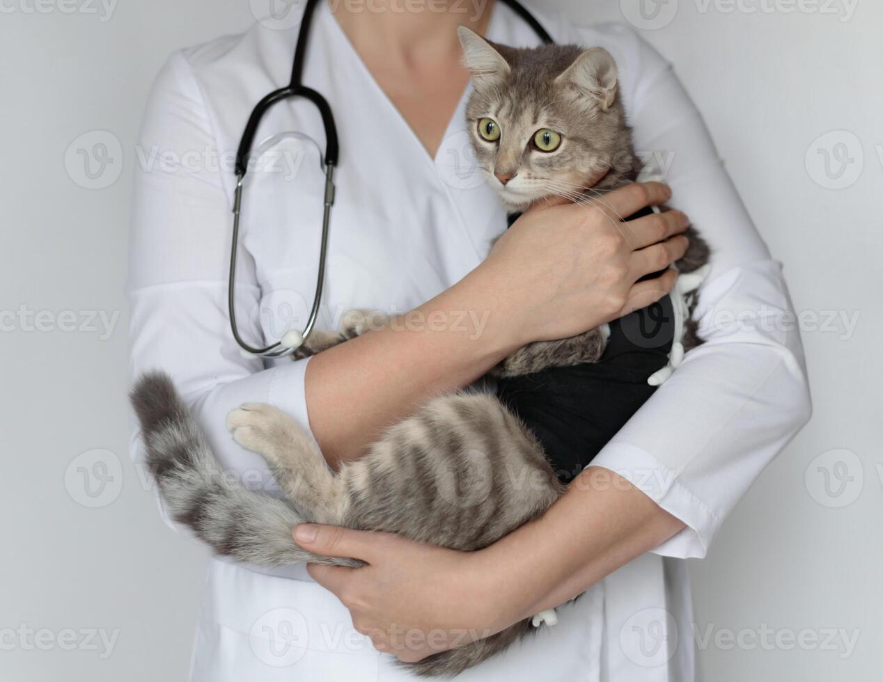 chat après cavitaire opération, castration, stérilisation. vétérinaire médecin avec stéthoscope en portant stérilisé animal de compagnie dans postopératoire bandage photo