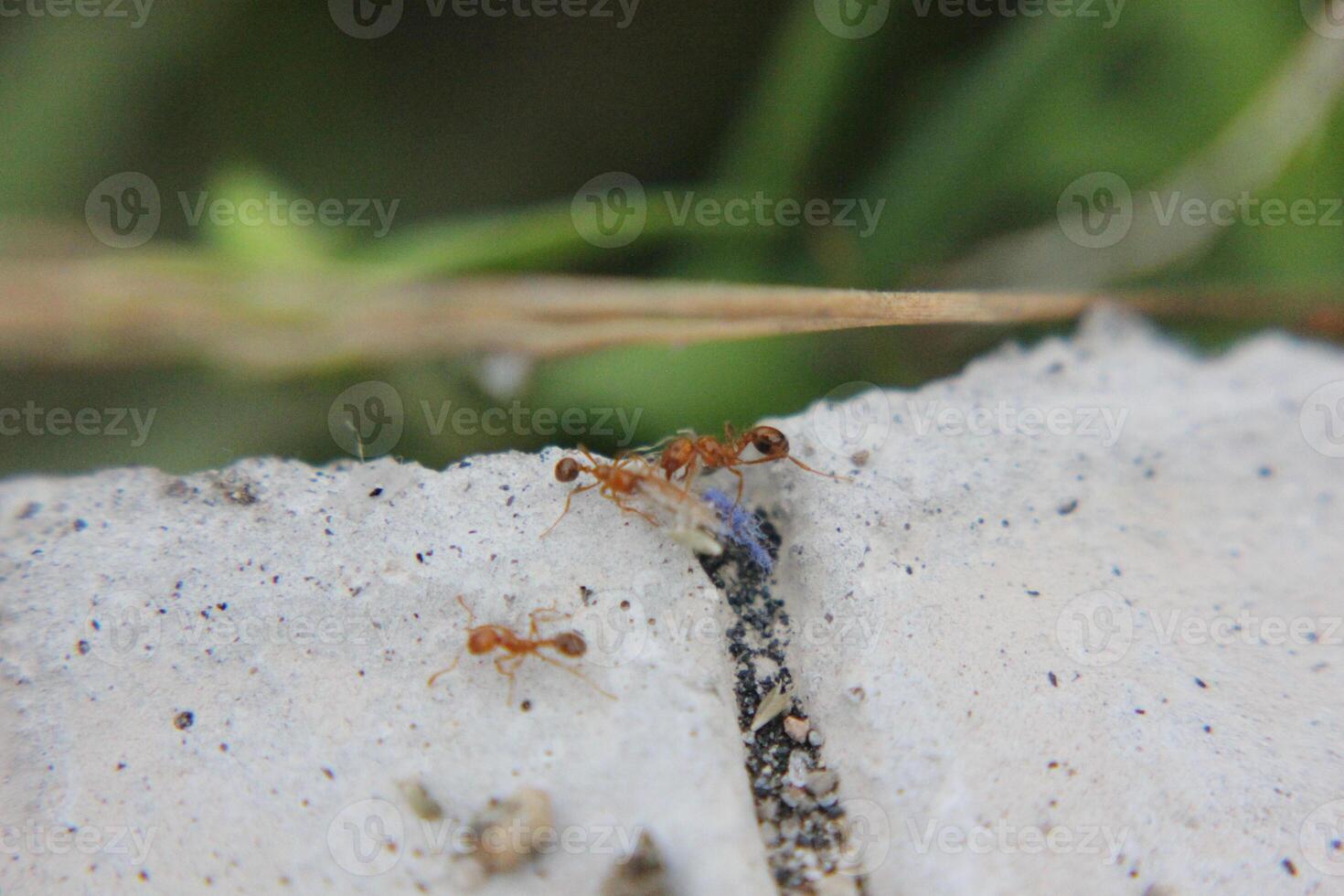 une collection de rouge fourmis sur une béton route photo