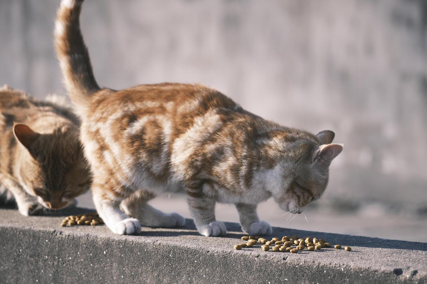 égarer chat en mangeant chat nourriture à le coucher du soleil photo