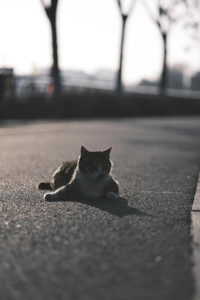 égarer chat en mangeant chat nourriture à le coucher du soleil photo