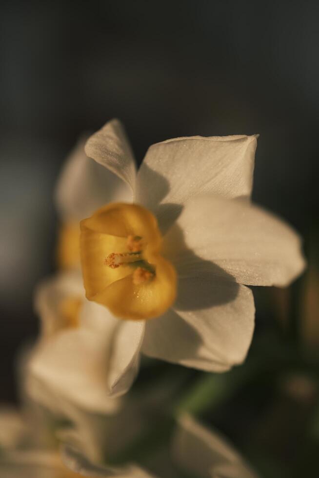 blanc jonquilles épanouissement à le coucher du soleil photo