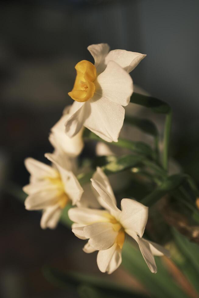 blanc jonquilles épanouissement à le coucher du soleil photo