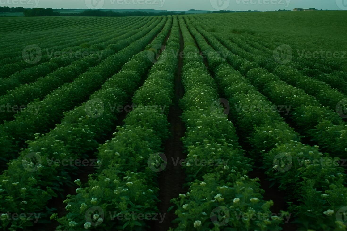 ai généré stevia rebaudiana, sucré feuille sucre remplacer isolé sur champ Contexte. neural réseau ai généré photo