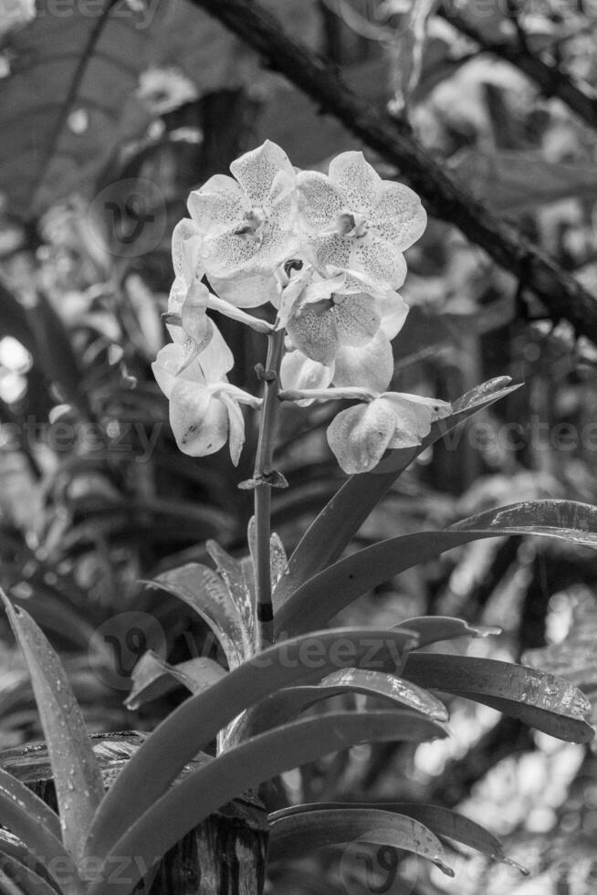 jardin dans Singapour photo