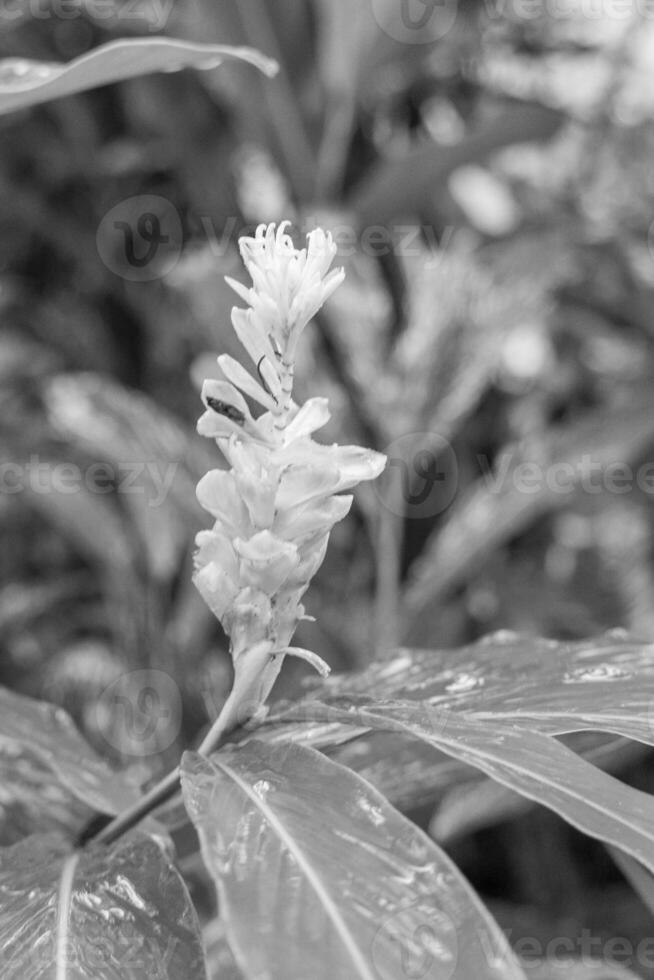 jardin dans Singapour photo