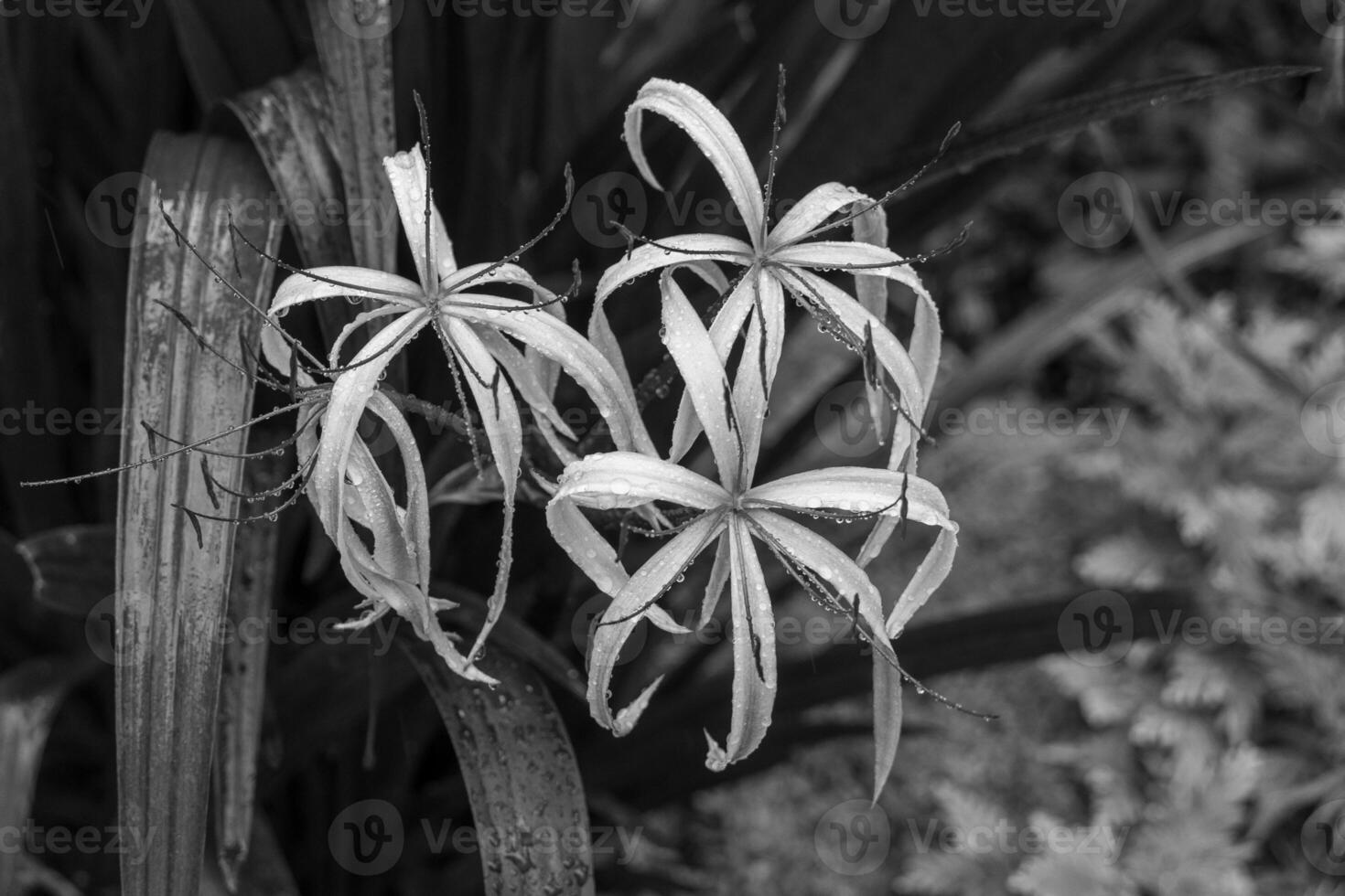 jardin dans Singapour photo