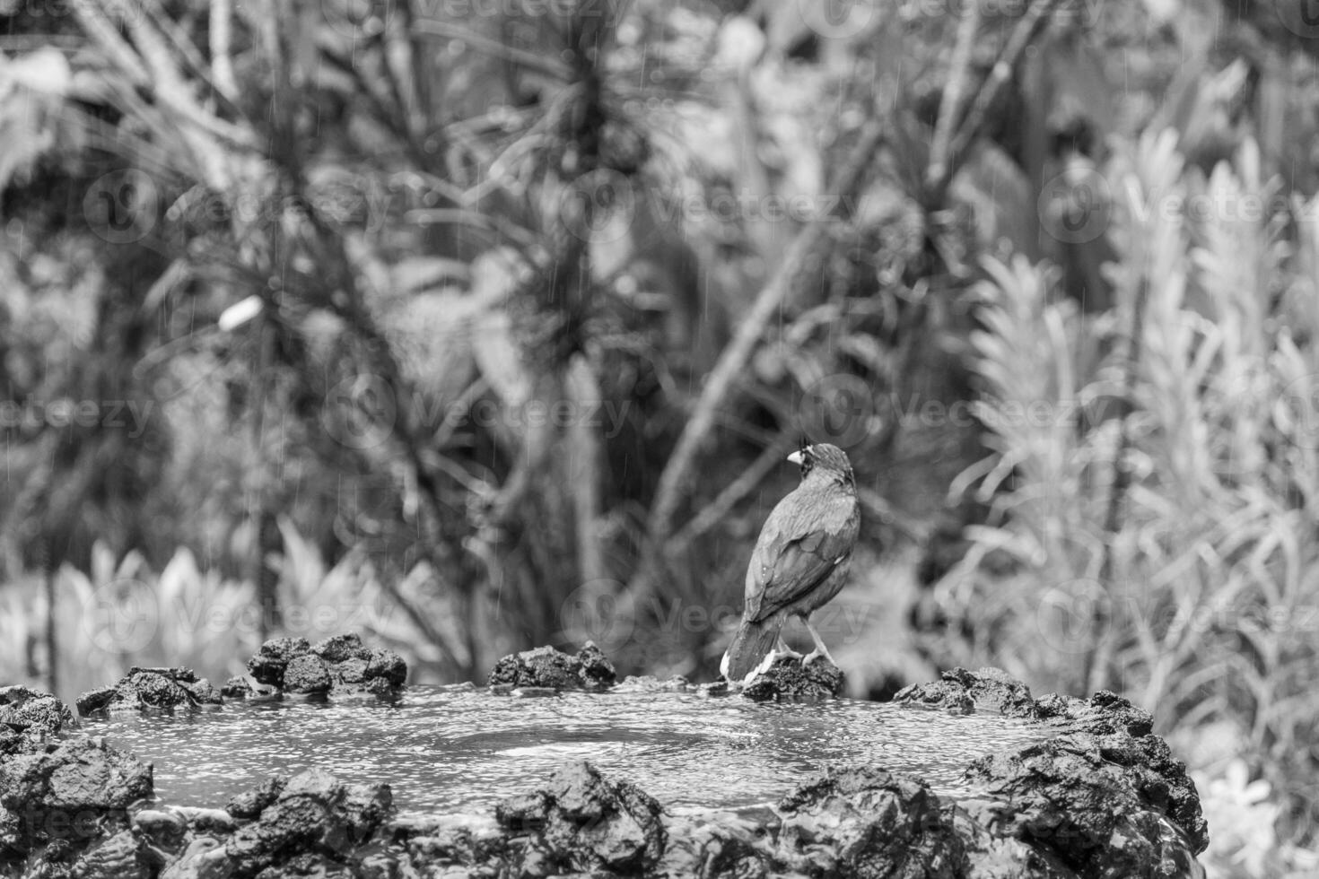 jardin dans Singapour photo