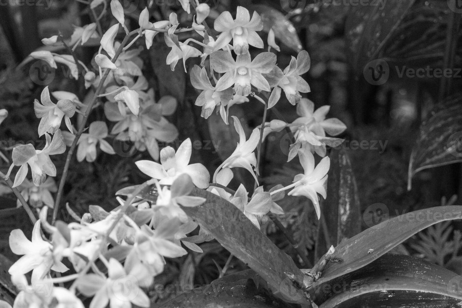 jardin dans Singapour photo