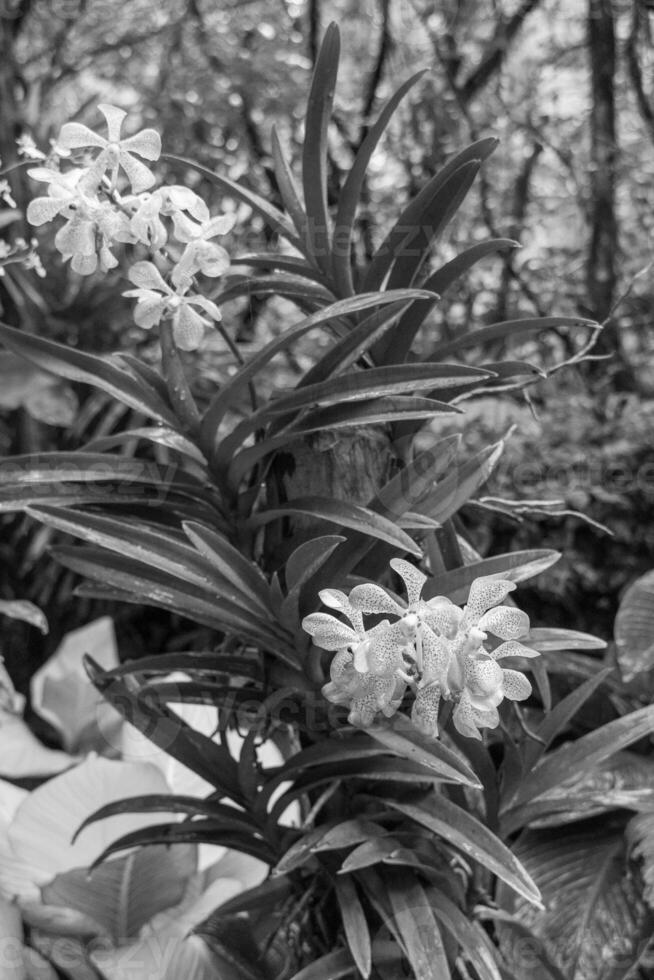 jardin dans Singapour photo