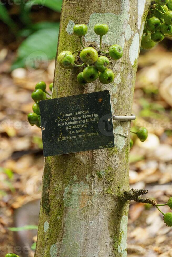 Singapour jardins dans Asie photo