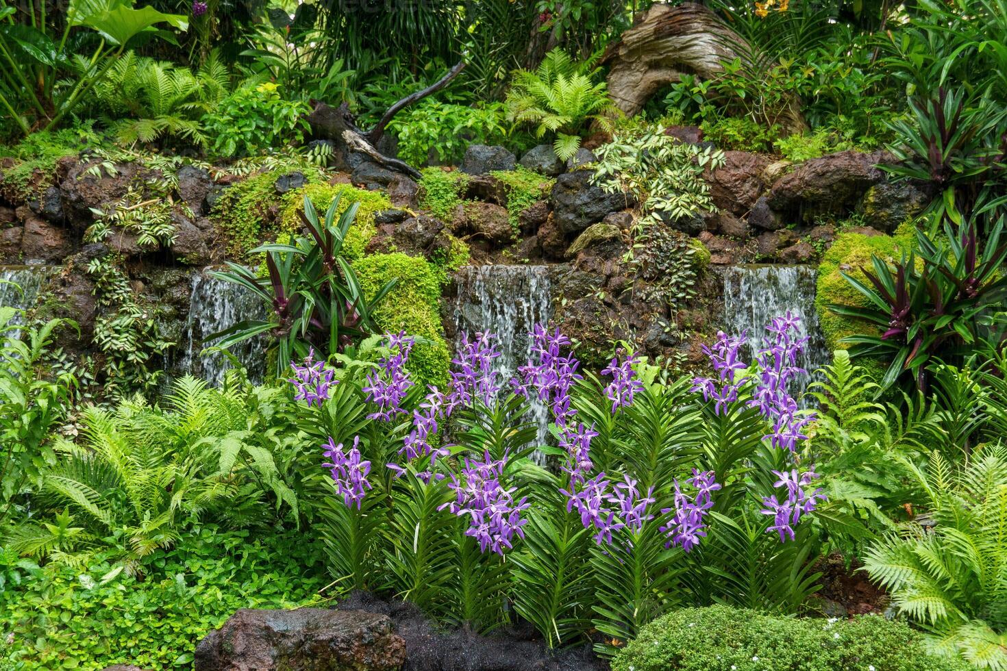 jardin dans Singapour photo