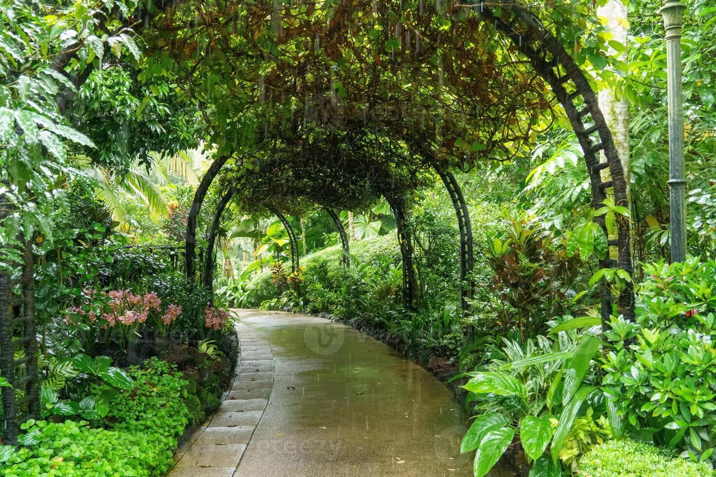 jardin dans Singapour photo