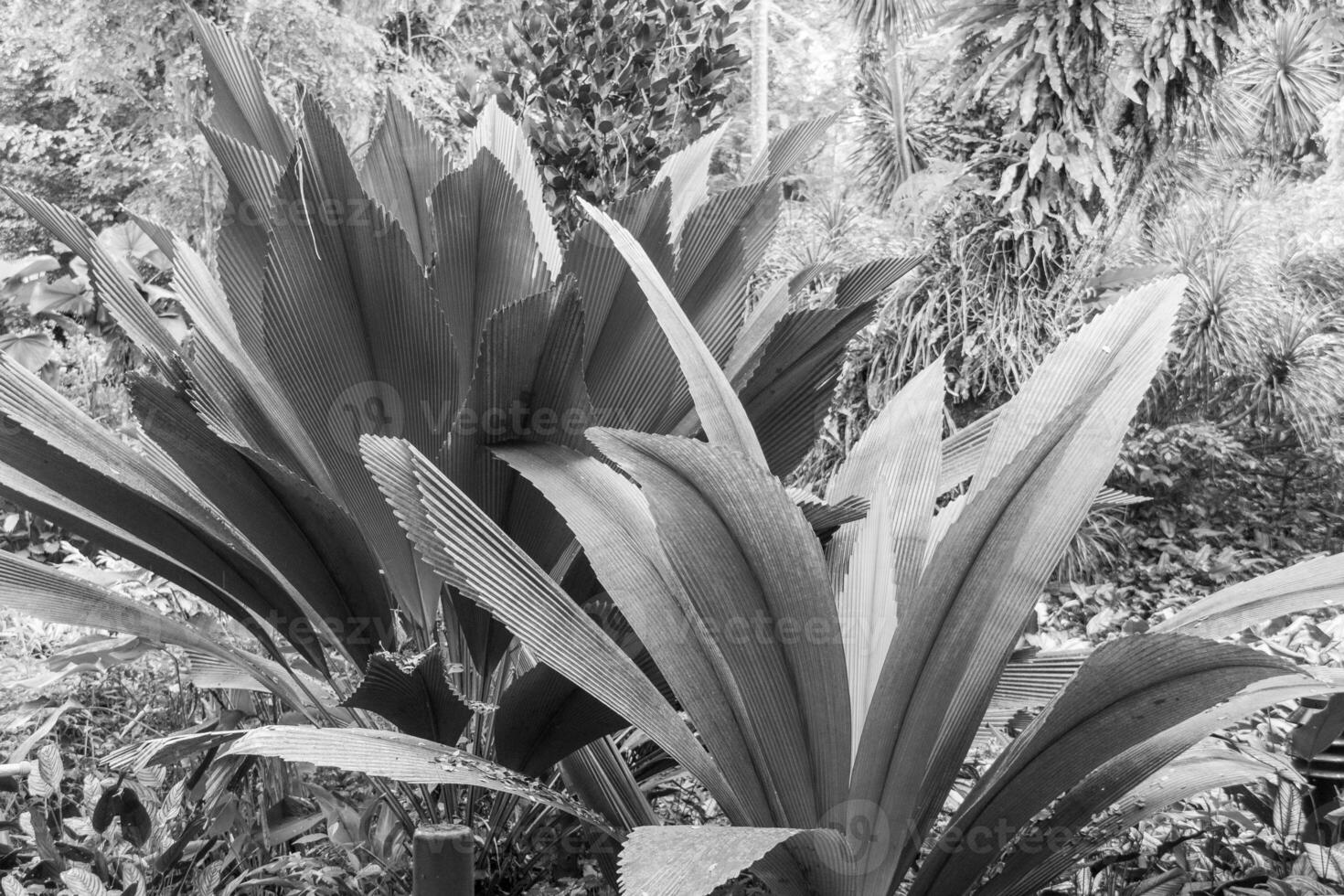 jardin dans Singapour photo