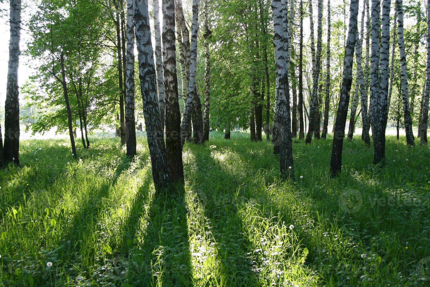 magnifique bouleau des arbres avec longue ombres photo