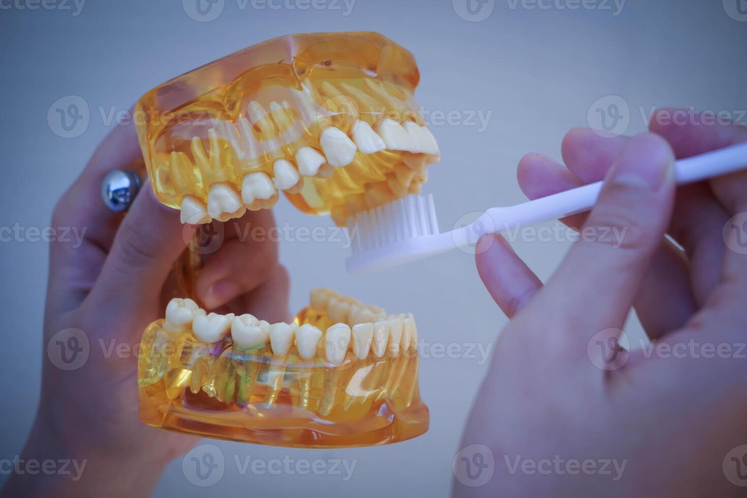 main femelle dentiste nettoyage dentaire Jaune mâchoire modèle avec blanc brosse à dents photo
