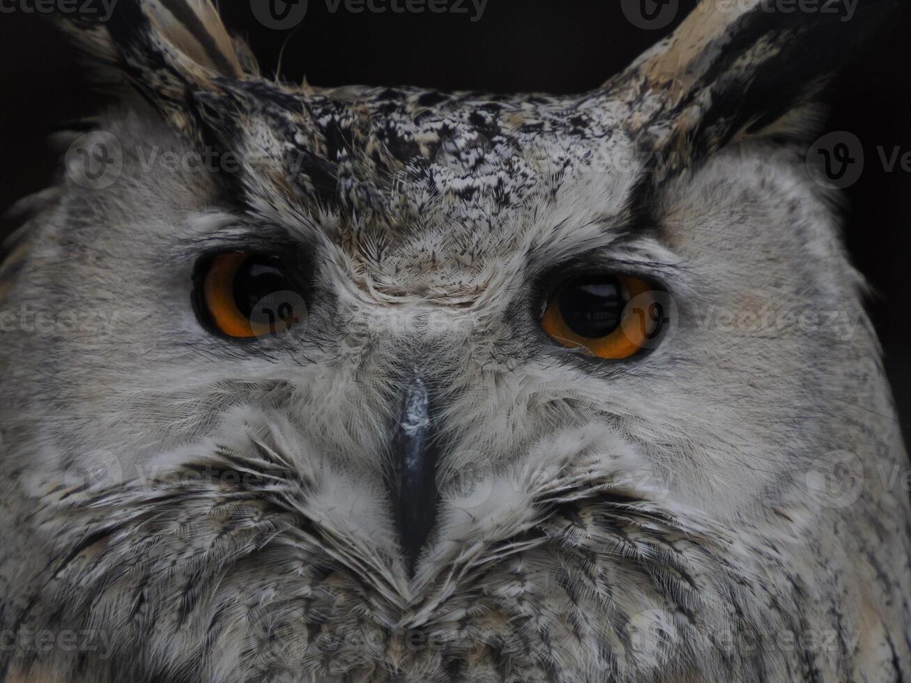 occidental sibérien Aigle hibou bubon sibiricus proche en haut portrait photo