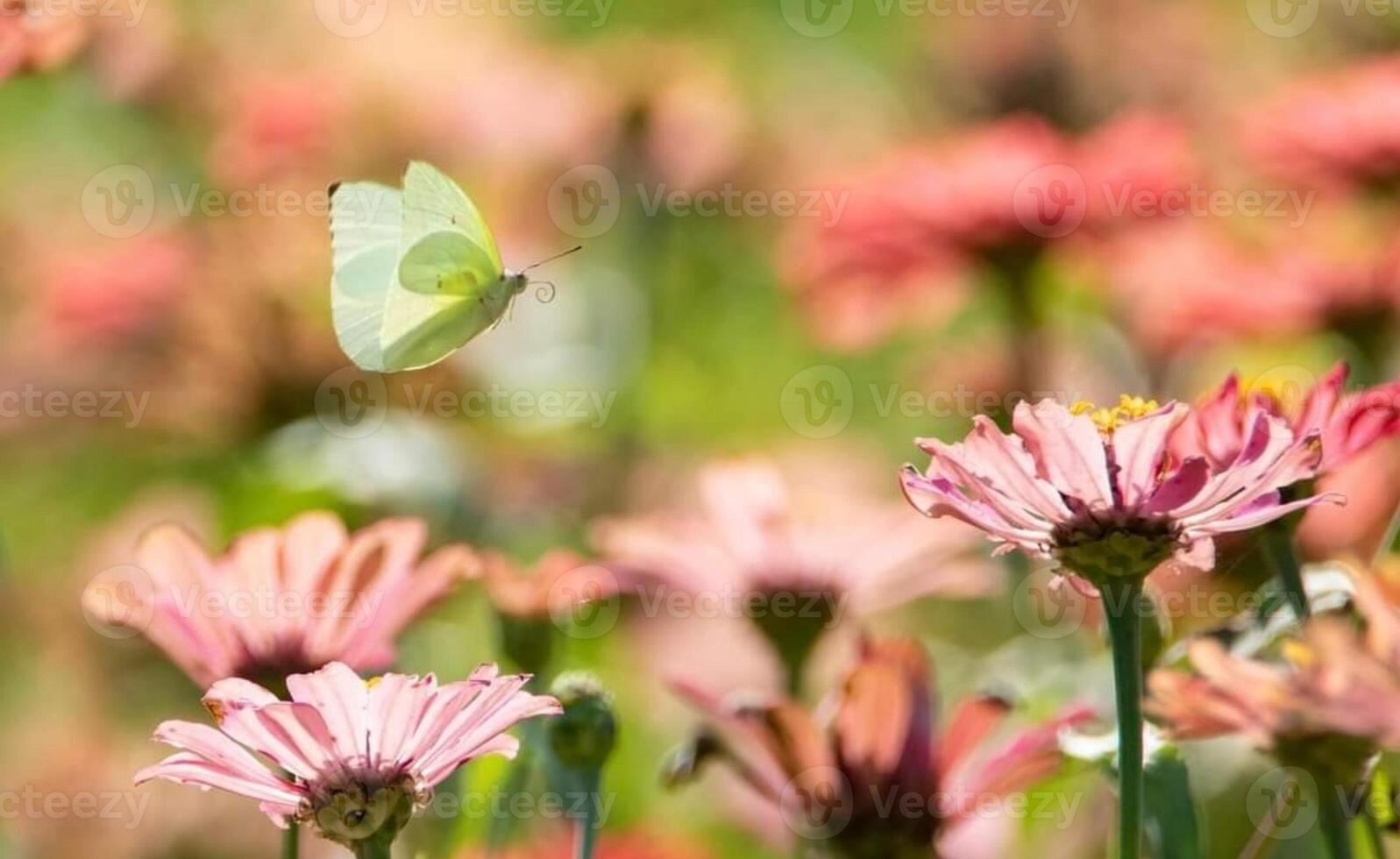 magnifique épanouissement fleur dans jardin photo