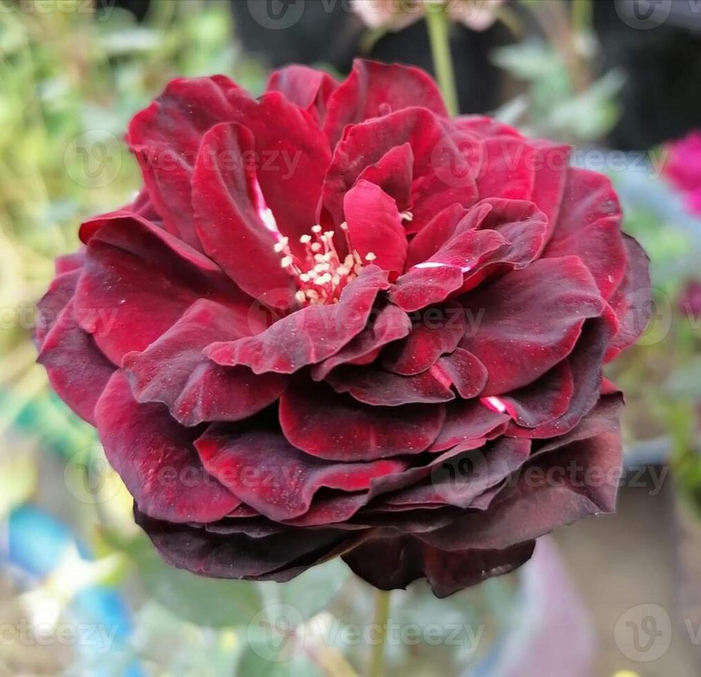 magnifique épanouissement fleur dans jardin photo