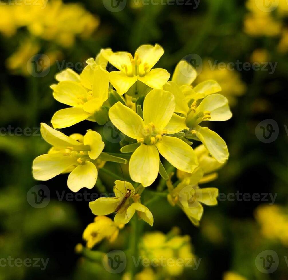 magnifique épanouissement fleur dans jardin photo