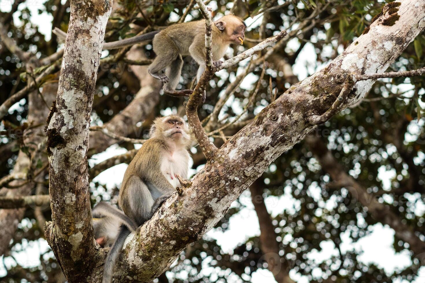 une sauvage vivre singe est assis sur une arbre sur le île de maurice.monkeys dans le jungle de le île de maurice photo