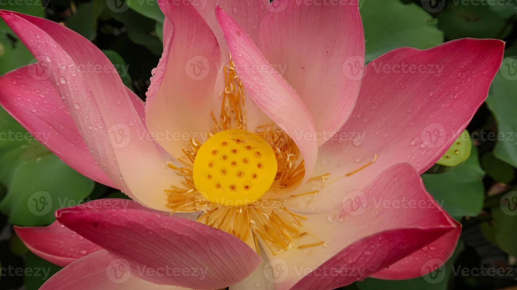 brillant épanouissement rose l'eau lotus fleur croissance parmi luxuriant vert feuilles sur calme étang photo