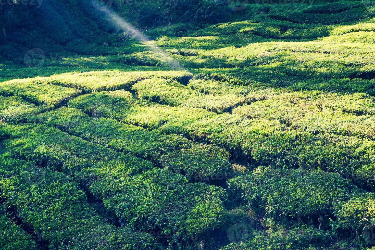 thé plantations dans Munnar, Kerala, Inde photo