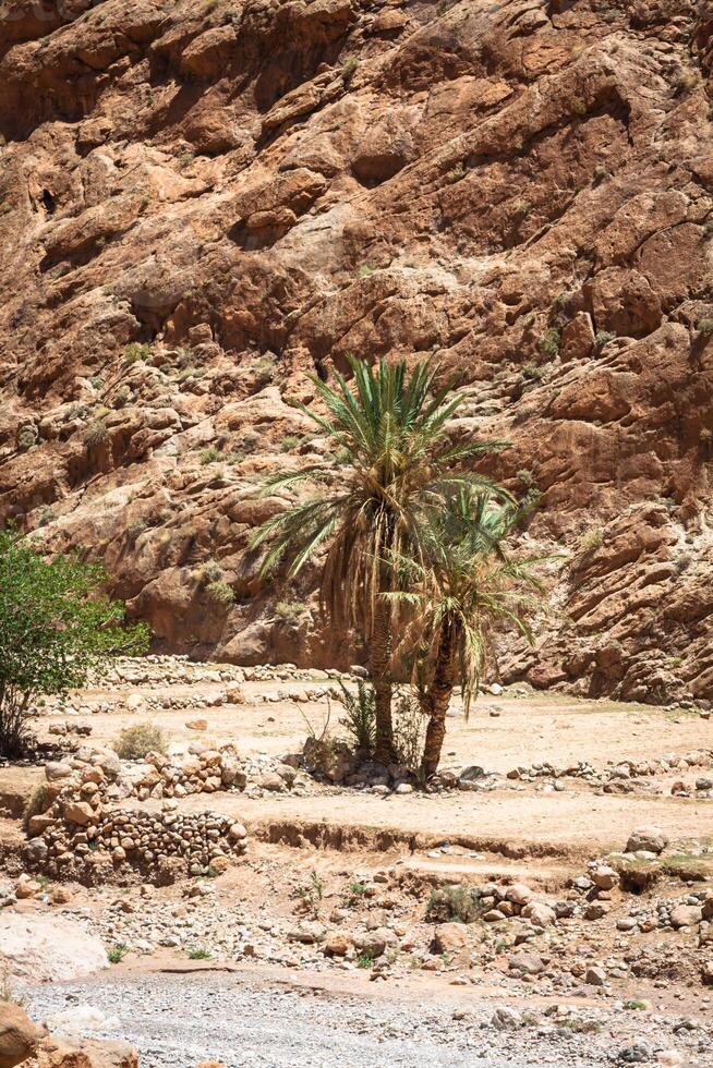 Todgha gorge, une canyon dans le haute atlas montagnes dans Maroc, près le ville de tinerhir. photo