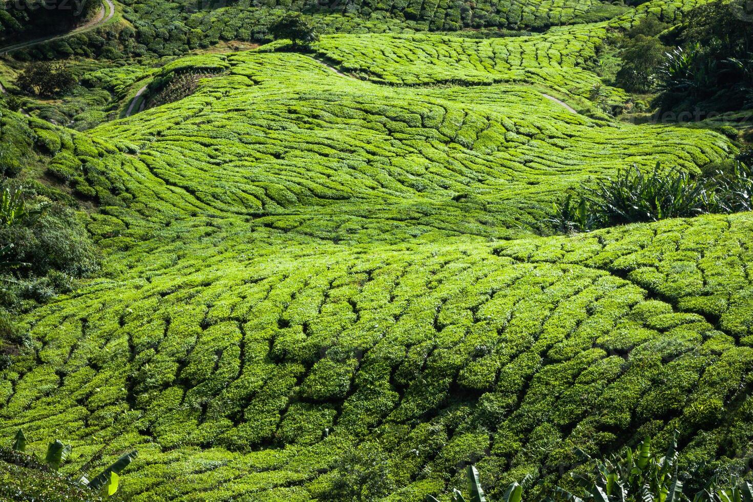 vert collines de thé plantation - Cameron hauts plateaux, Malaisie photo