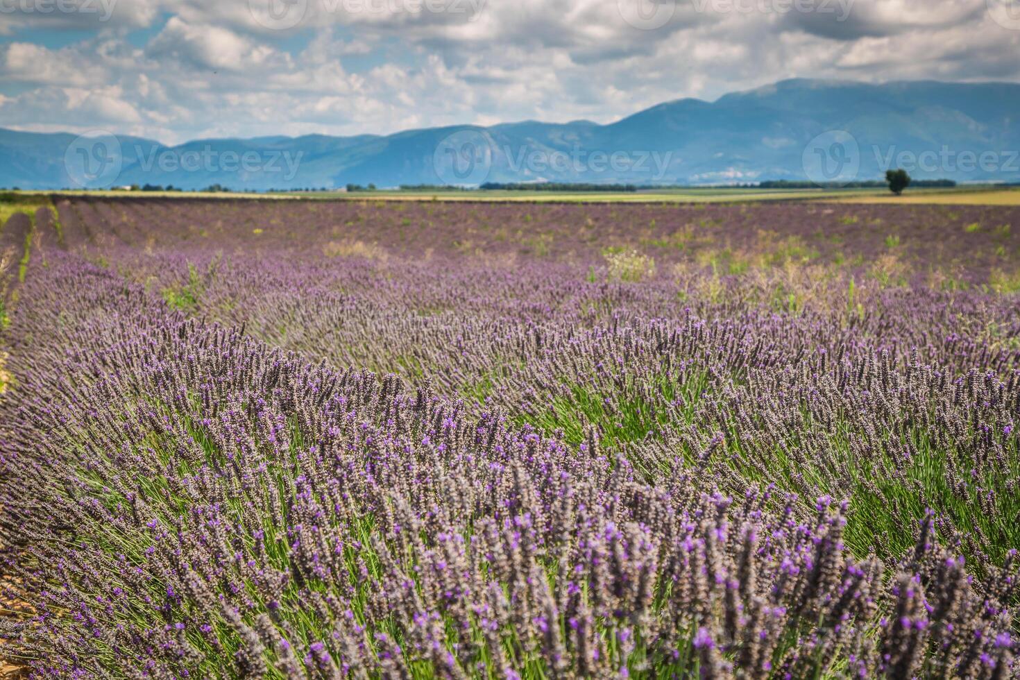 lavande champ dans le Région de Provence, du sud France photo