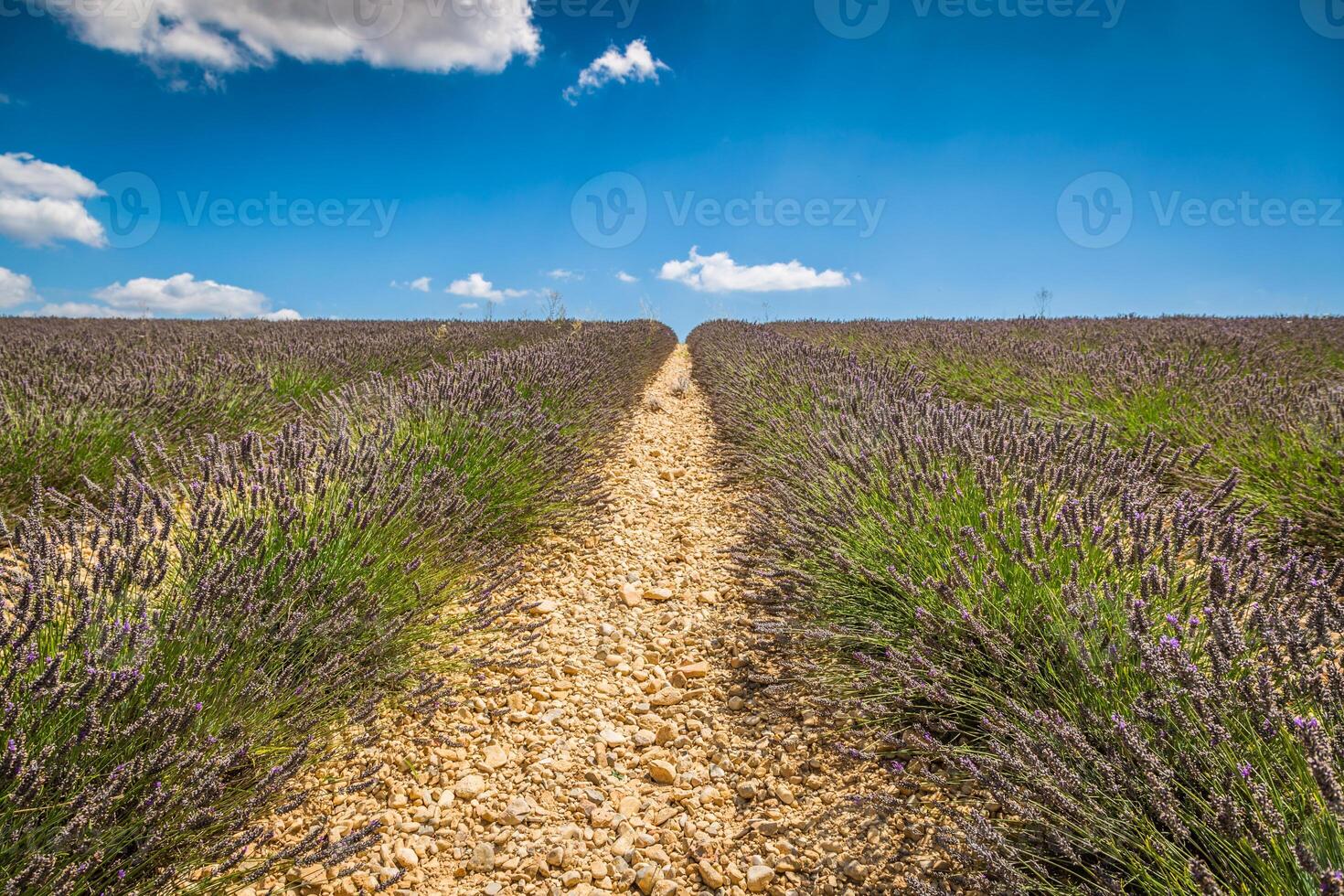 fleur de lavande fleurissant champs parfumés en rangées sans fin. plateau de valensole, provence, france, europe. photo