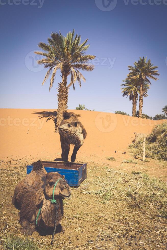 dunes erg Chebbi près Merzouga, Maroc -des chameaux utilisé pour visites guidées dans le erg photo