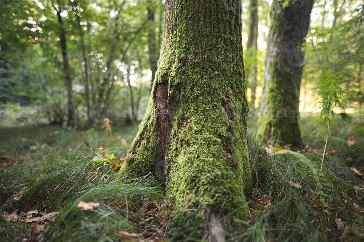 le des arbres dans le forêt sont couvert avec vert mousse photo