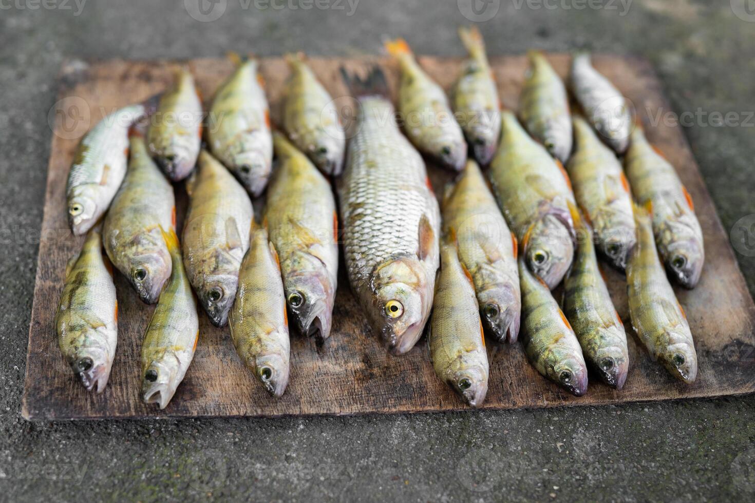 une magnifique capture de poisson posé en dehors par une pêcheur sur une planche photo