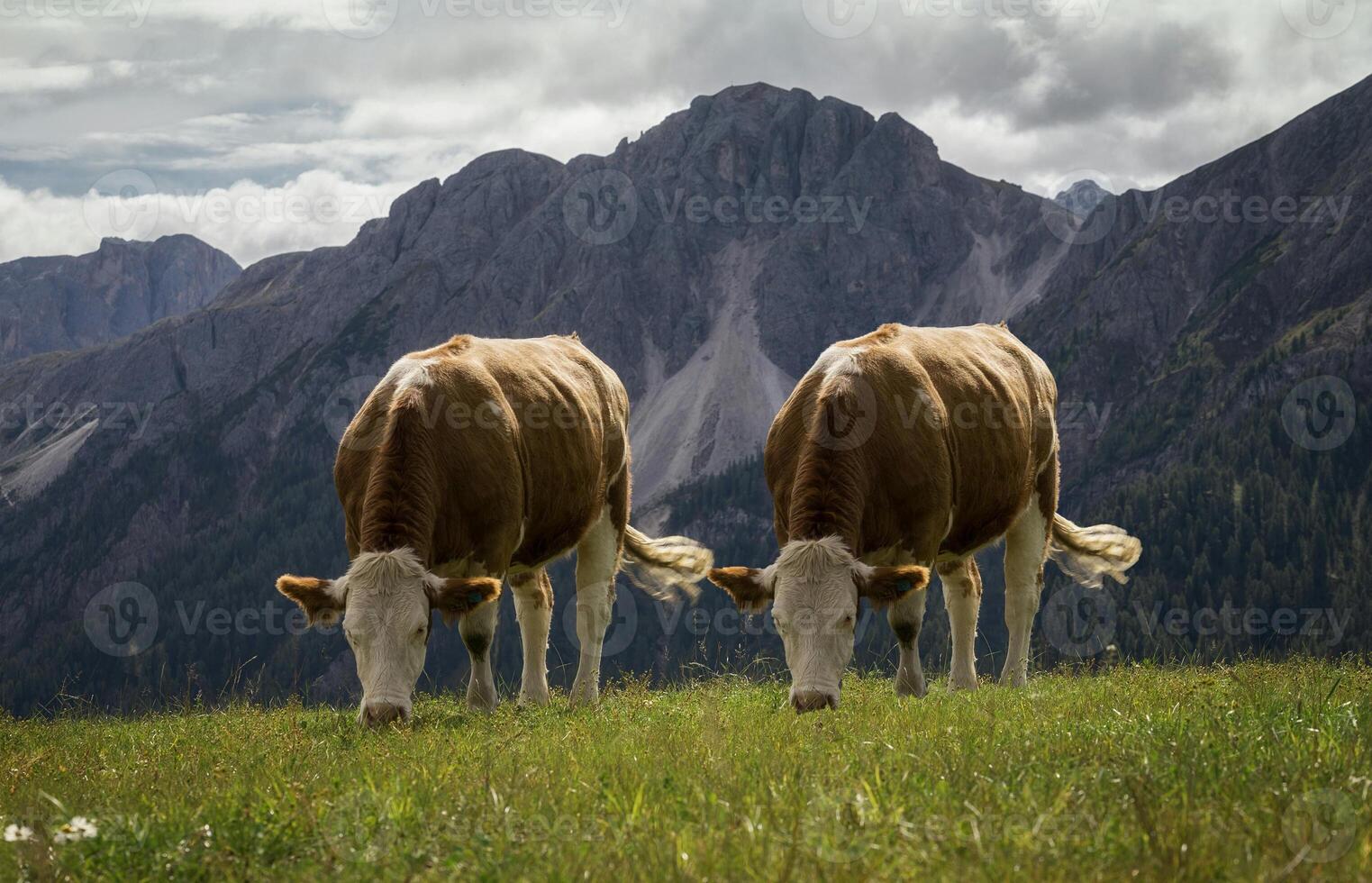 mignonne et magnifique vache photo