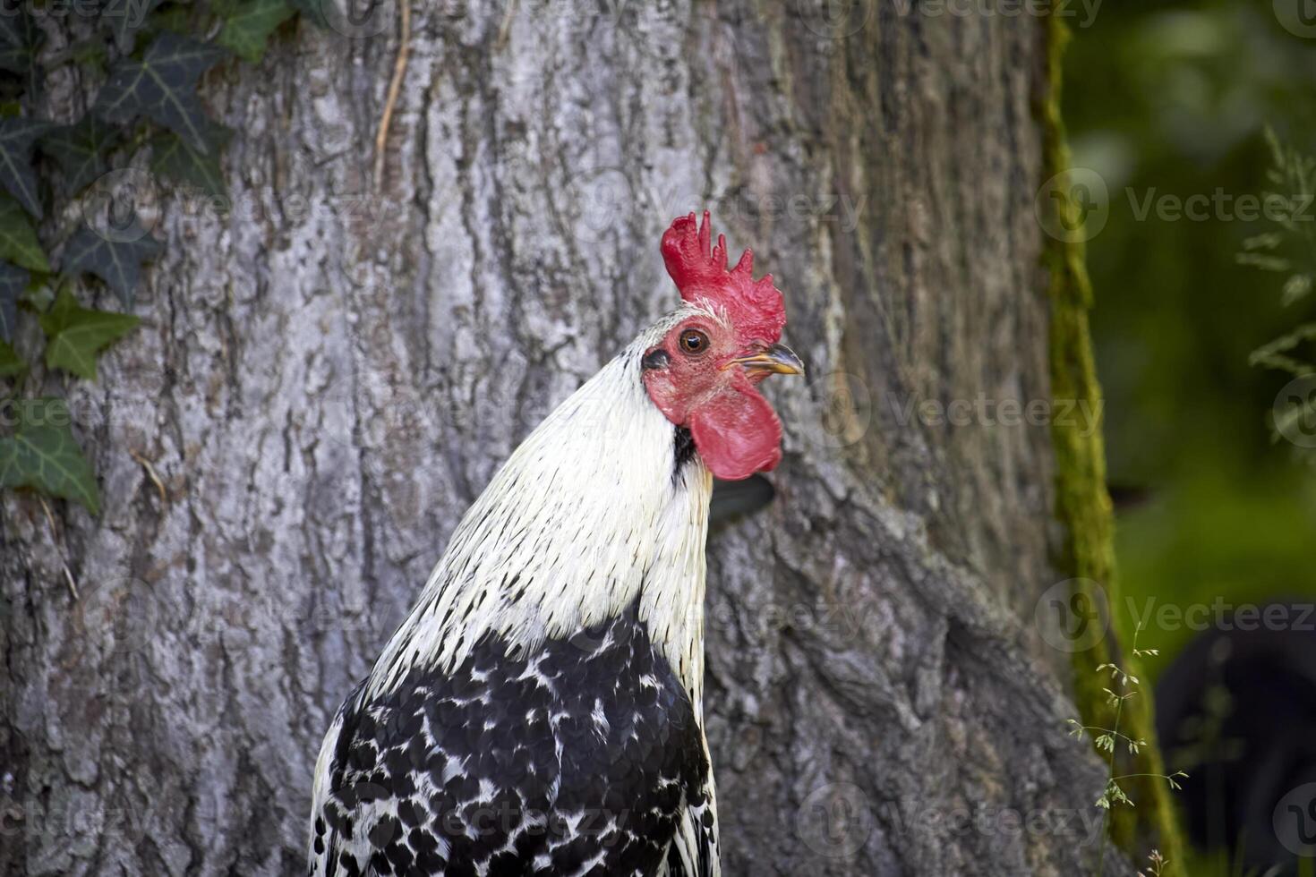 sauvage coq sur le île de Kauaí, Hawaii. photo