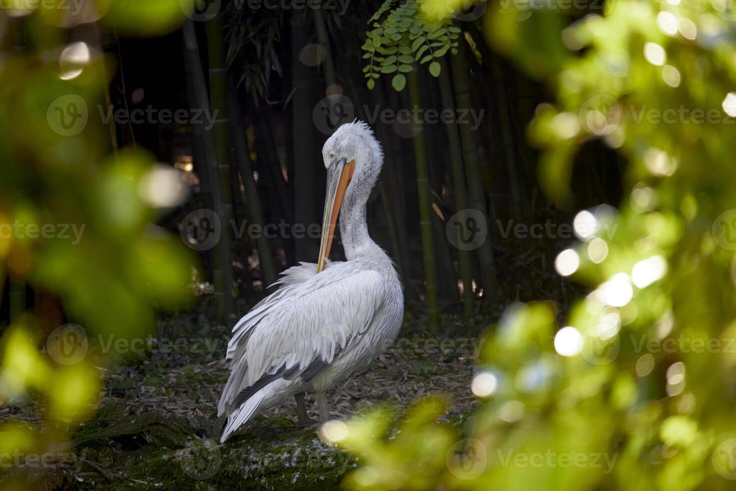 génial blanc pélican dans une conservation. blanc pélican suivant à l'eau à zoo. pélican dans végétation. pélican séance. photo