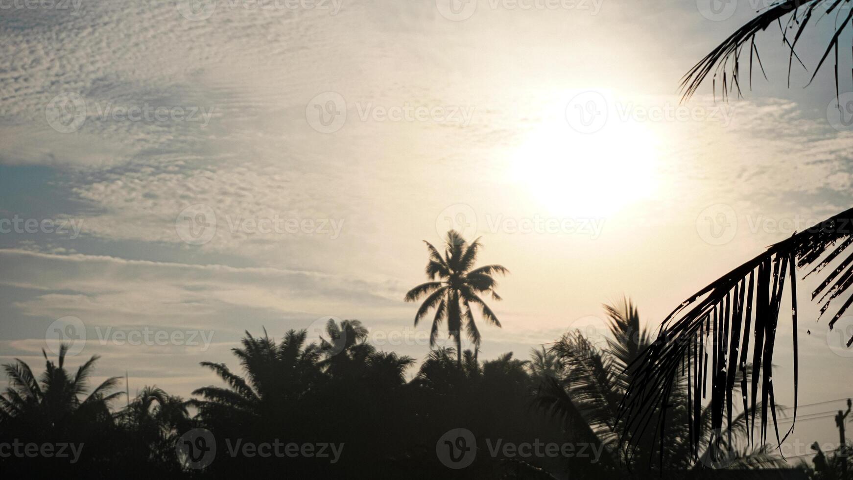 le feuilles de une noix de coco arbre exposé à le exotique et calme Matin lumière du soleil photo