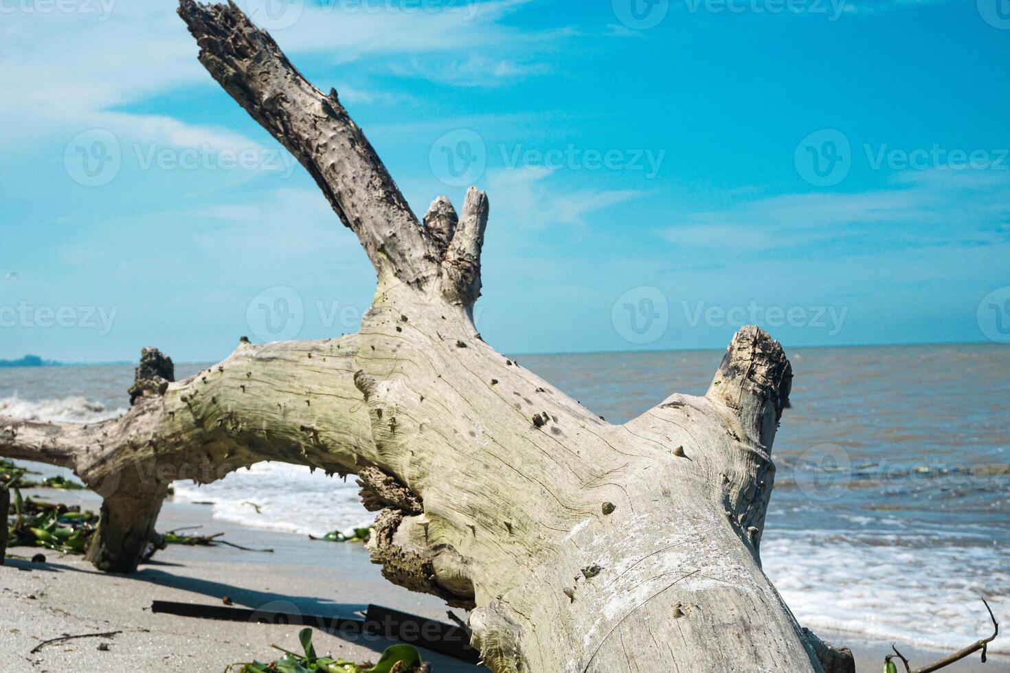 vue de le littoral sur une clair jour, bleu ciel et une mort sec bois arbre photo