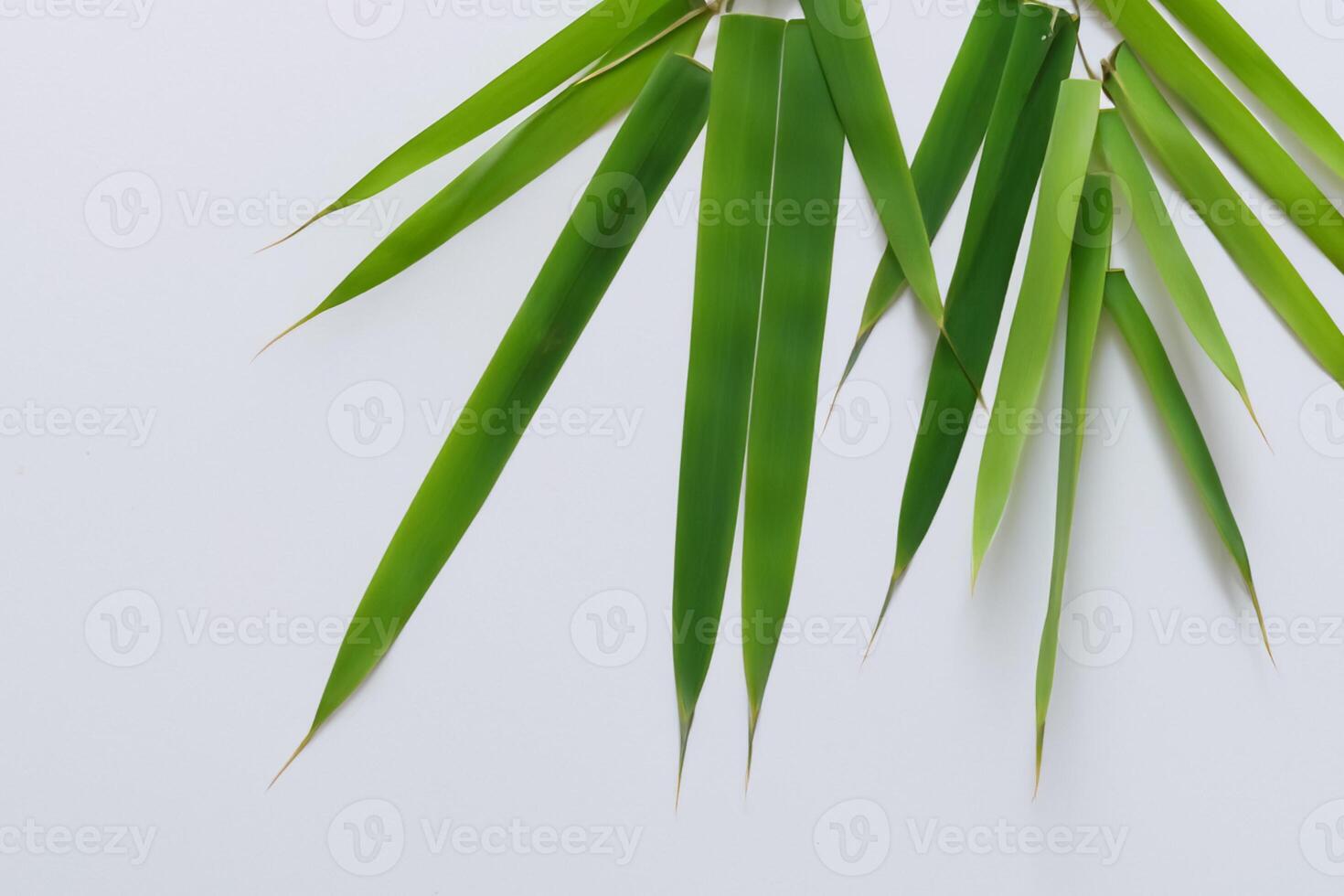 embrassement le séduire de magnifique bambou feuilles, où gracieux vert lames Danse dans harmonieux symphonie, création une tranquille oasis de la nature équilibre et intemporel beauté photo