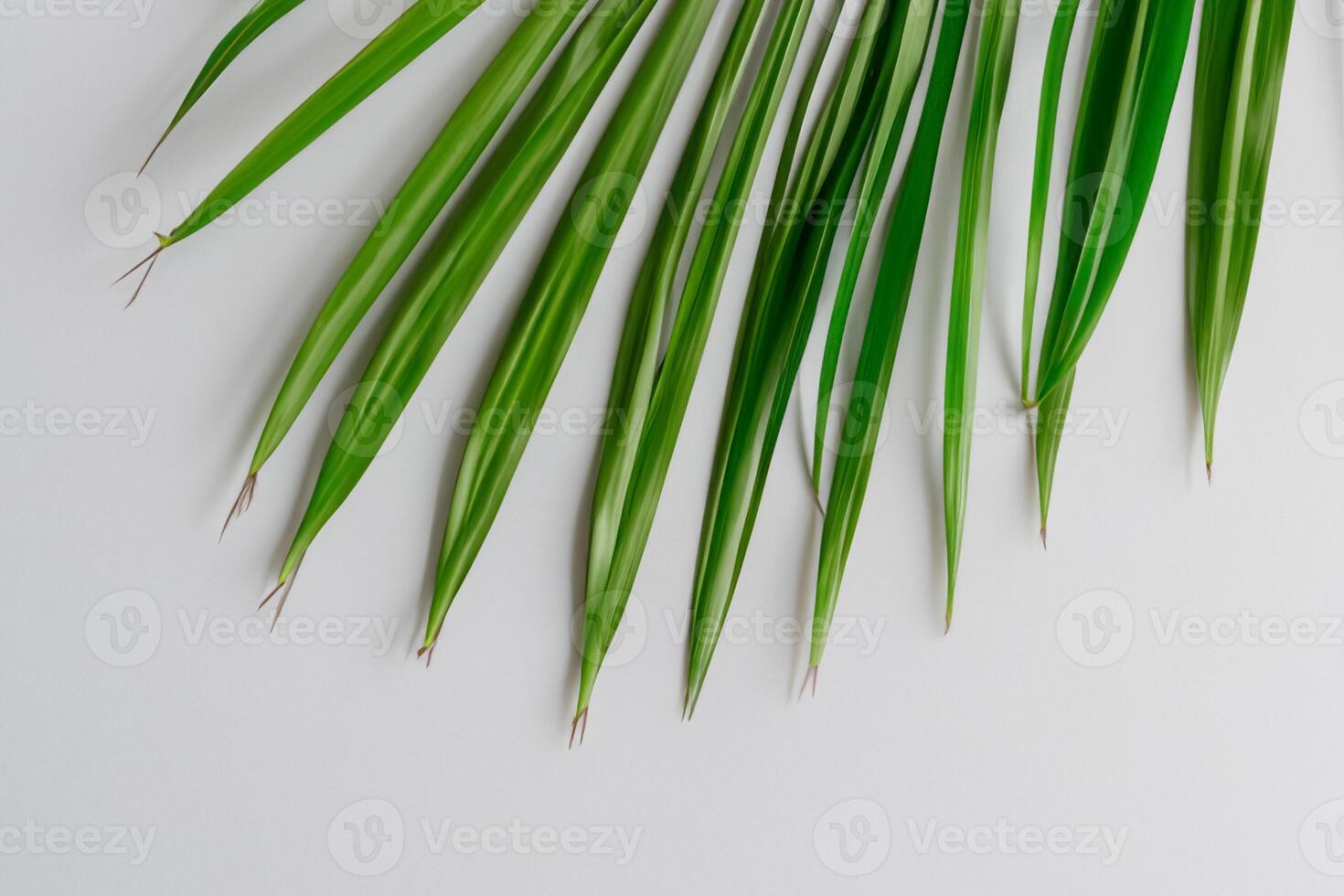 se délecter dans le tropical splendeur de magnifique paume feuilles, où gorgés de soleil frondes balancement dans la nature rythme, artisanat une Stupéfiant tapisserie de exotique élégance et interminable tranquillité photo